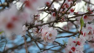 Preview wallpaper sakura, flowers, petals, branches, macro