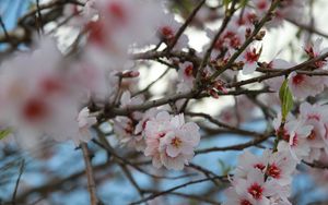 Preview wallpaper sakura, flowers, petals, branches, macro