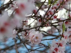 Preview wallpaper sakura, flowers, petals, branches, macro