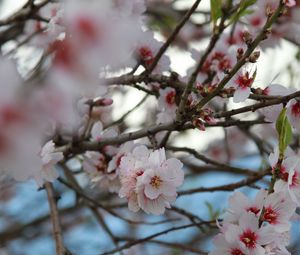 Preview wallpaper sakura, flowers, petals, branches, macro