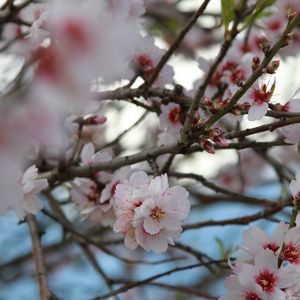 Preview wallpaper sakura, flowers, petals, branches, macro