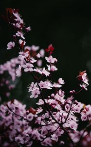 Preview wallpaper sakura, flowers, petals, blur, pink