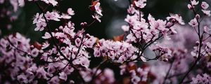 Preview wallpaper sakura, flowers, petals, blur, pink