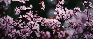 Preview wallpaper sakura, flowers, petals, blur, pink