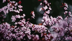 Preview wallpaper sakura, flowers, petals, blur, pink