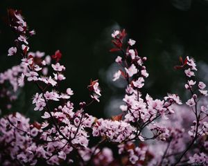 Preview wallpaper sakura, flowers, petals, blur, pink