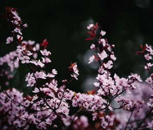 Preview wallpaper sakura, flowers, petals, blur, pink