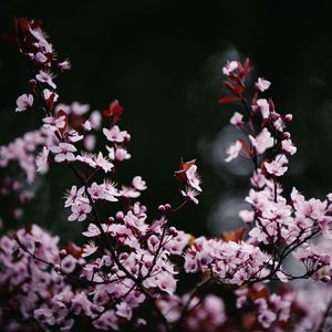 Preview wallpaper sakura, flowers, petals, blur, pink