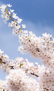 Preview wallpaper sakura, flowers, petals, branches, light