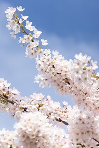 Preview wallpaper sakura, flowers, petals, branches, light