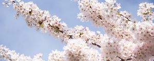 Preview wallpaper sakura, flowers, petals, branches, light