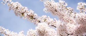 Preview wallpaper sakura, flowers, petals, branches, light