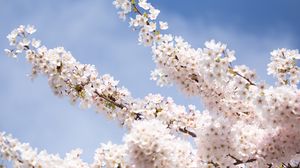 Preview wallpaper sakura, flowers, petals, branches, light