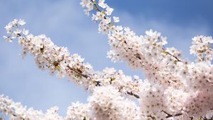 Preview wallpaper sakura, flowers, petals, branches, light