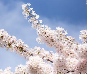 Preview wallpaper sakura, flowers, petals, branches, light