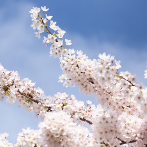 Preview wallpaper sakura, flowers, petals, branches, light