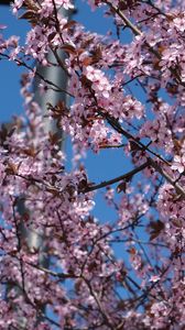 Preview wallpaper sakura, flowers, petals, branches, pink, blur