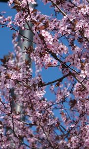 Preview wallpaper sakura, flowers, petals, branches, pink, blur