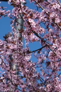 Preview wallpaper sakura, flowers, petals, branches, pink, blur