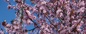 Preview wallpaper sakura, flowers, petals, branches, pink, blur