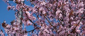 Preview wallpaper sakura, flowers, petals, branches, pink, blur