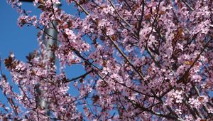 Preview wallpaper sakura, flowers, petals, branches, pink, blur