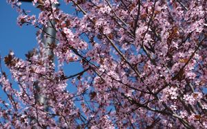 Preview wallpaper sakura, flowers, petals, branches, pink, blur