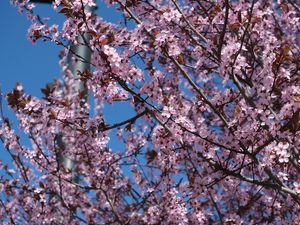 Preview wallpaper sakura, flowers, petals, branches, pink, blur