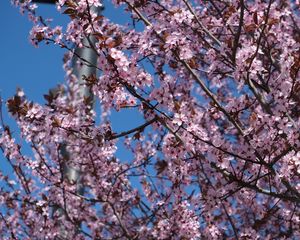 Preview wallpaper sakura, flowers, petals, branches, pink, blur