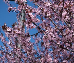 Preview wallpaper sakura, flowers, petals, branches, pink, blur