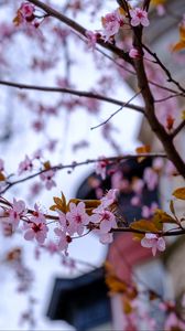 Preview wallpaper sakura, flowers, petals, branches, tree, spring