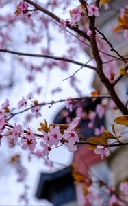 Preview wallpaper sakura, flowers, petals, branches, tree, spring