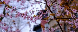 Preview wallpaper sakura, flowers, petals, branches, tree, spring