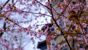 Preview wallpaper sakura, flowers, petals, branches, tree, spring