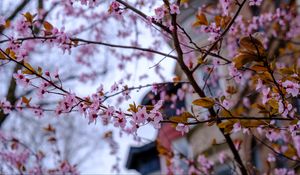 Preview wallpaper sakura, flowers, petals, branches, tree, spring