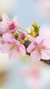 Preview wallpaper sakura, flowers, petals, spring, blur