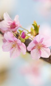 Preview wallpaper sakura, flowers, petals, spring, blur