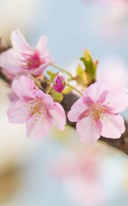 Preview wallpaper sakura, flowers, petals, spring, blur