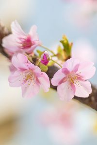 Preview wallpaper sakura, flowers, petals, spring, blur