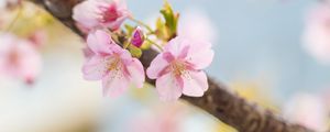 Preview wallpaper sakura, flowers, petals, spring, blur