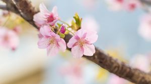 Preview wallpaper sakura, flowers, petals, spring, blur