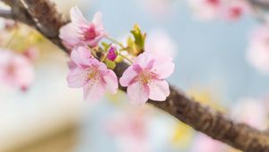 Preview wallpaper sakura, flowers, petals, spring, blur