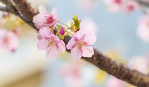 Preview wallpaper sakura, flowers, petals, spring, blur