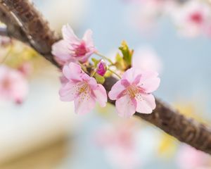 Preview wallpaper sakura, flowers, petals, spring, blur