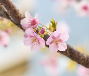 Preview wallpaper sakura, flowers, petals, spring, blur