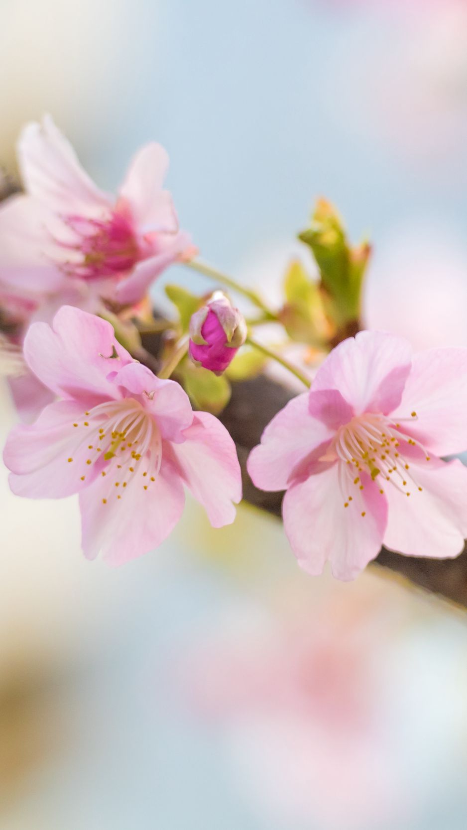 Download wallpaper 938x1668 sakura, flowers, petals, spring, blur ...