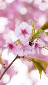 Preview wallpaper sakura, flowers, petals, pollen, branch, pink