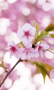 Preview wallpaper sakura, flowers, petals, pollen, branch, pink