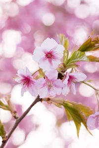 Preview wallpaper sakura, flowers, petals, pollen, branch, pink