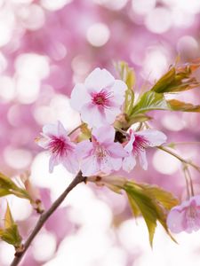 Preview wallpaper sakura, flowers, petals, pollen, branch, pink